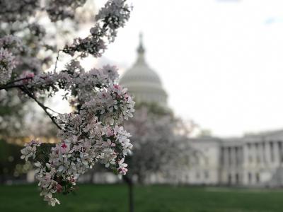 Cherry blossoms: Now's the time to head to Washington